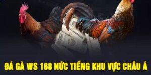 WS168 Đá gà tại Hi88 nức tiếng khu vực châu Á.